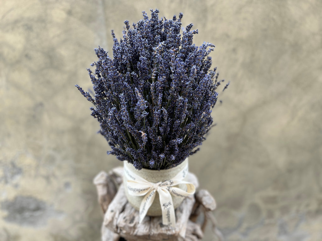 Lavender Serenity - Everlasting Blooms