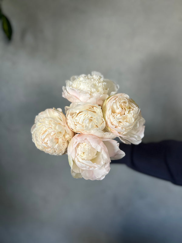 White Peonies - The Home Edit