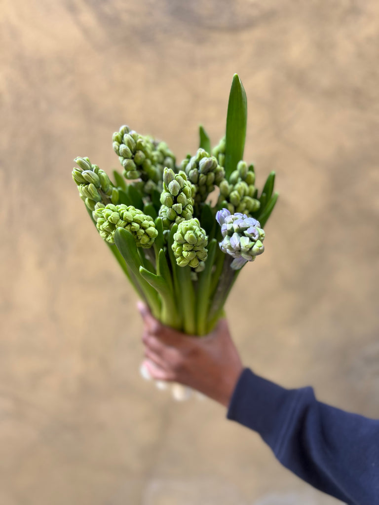 Light Blue Hyacinth - The Home Edit