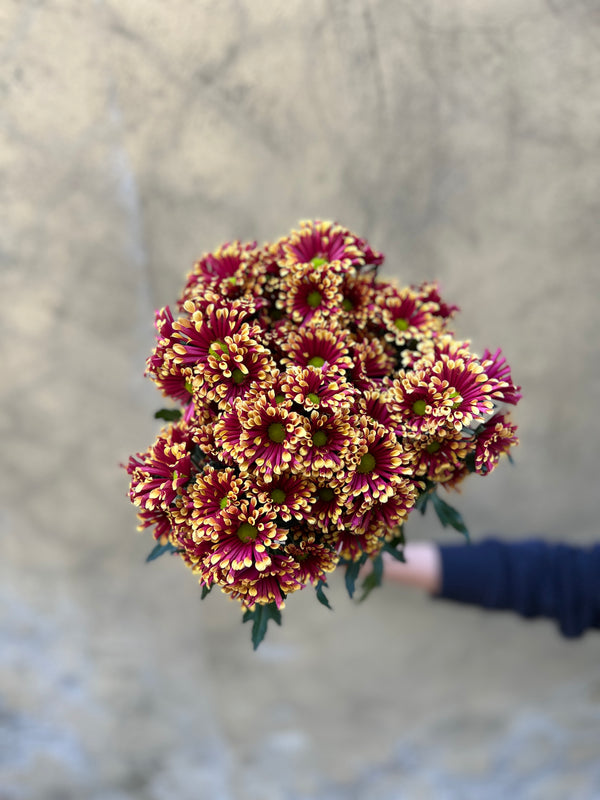 Chrysanthemum Santini Miri Yellow - The Home Edit