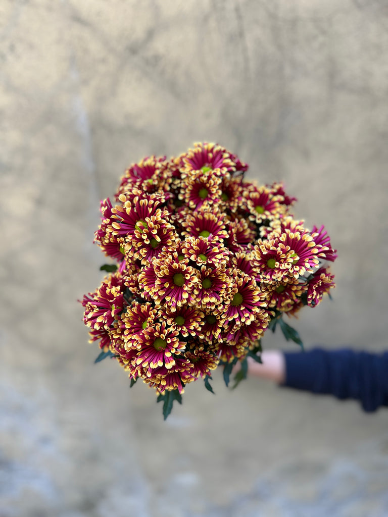 Chrysanthemum Santini Miri Yellow - The Home Edit