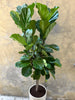 Ficus Lyrata - Large Floor Plant
