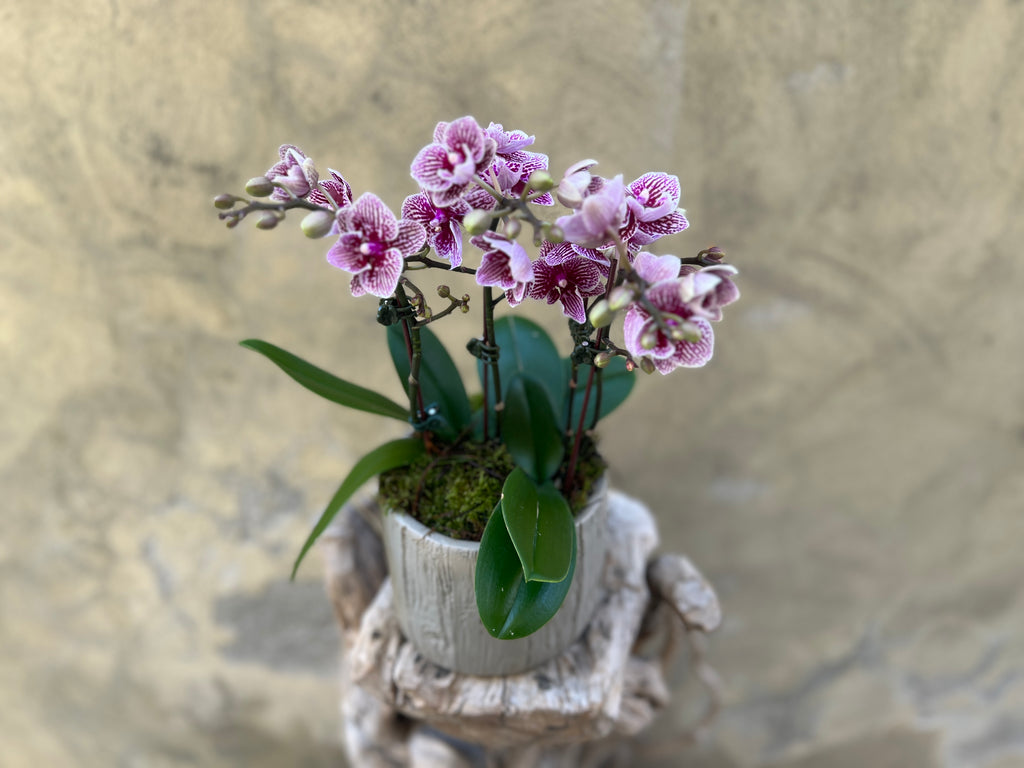 Purple Striped Orchids in a Concrete Pot