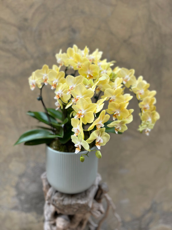 Yellow Orchid Planter