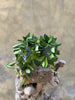 Hoya Burtoniae in a Gray Pot