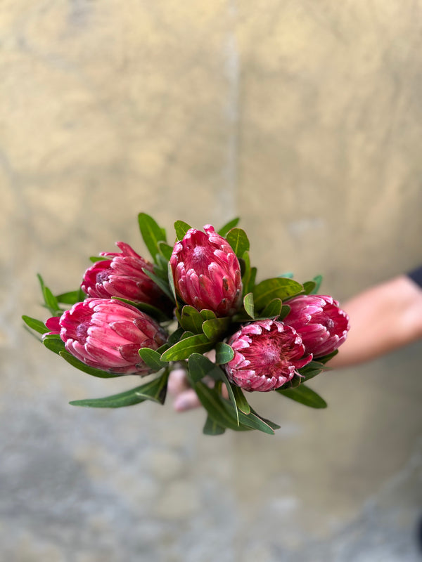 Protea - The Home Edit