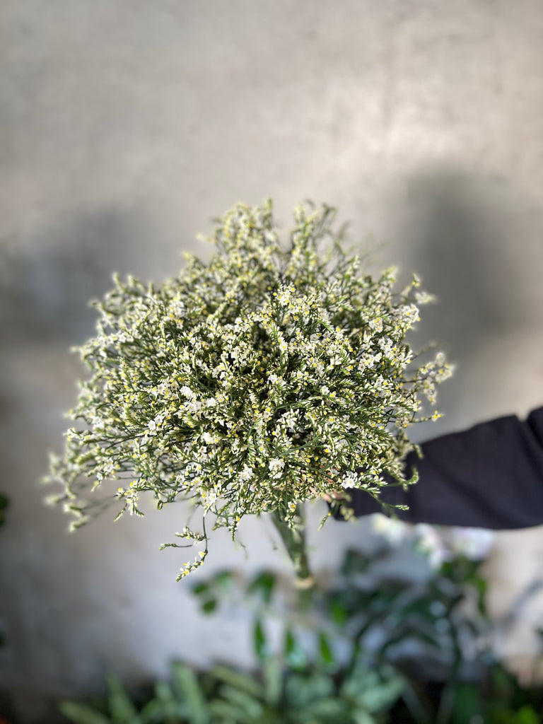 White Limonium - The Home Edit