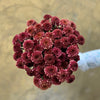 Mocha Spray Chrysanthemums - The Home Edit