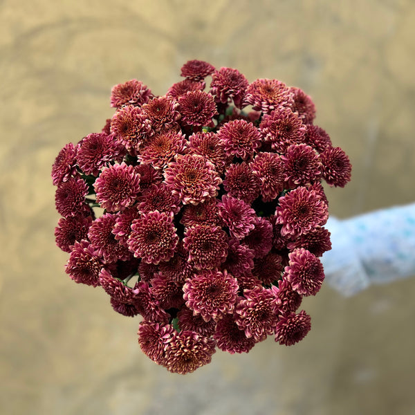 Mocha Spray Chrysanthemums - The Home Edit