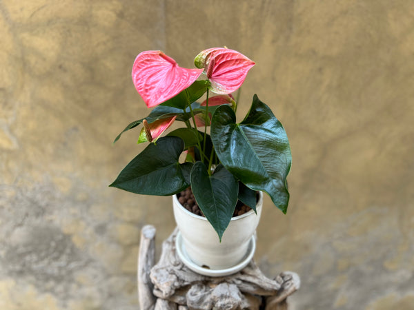 Pink Anthurium Planter