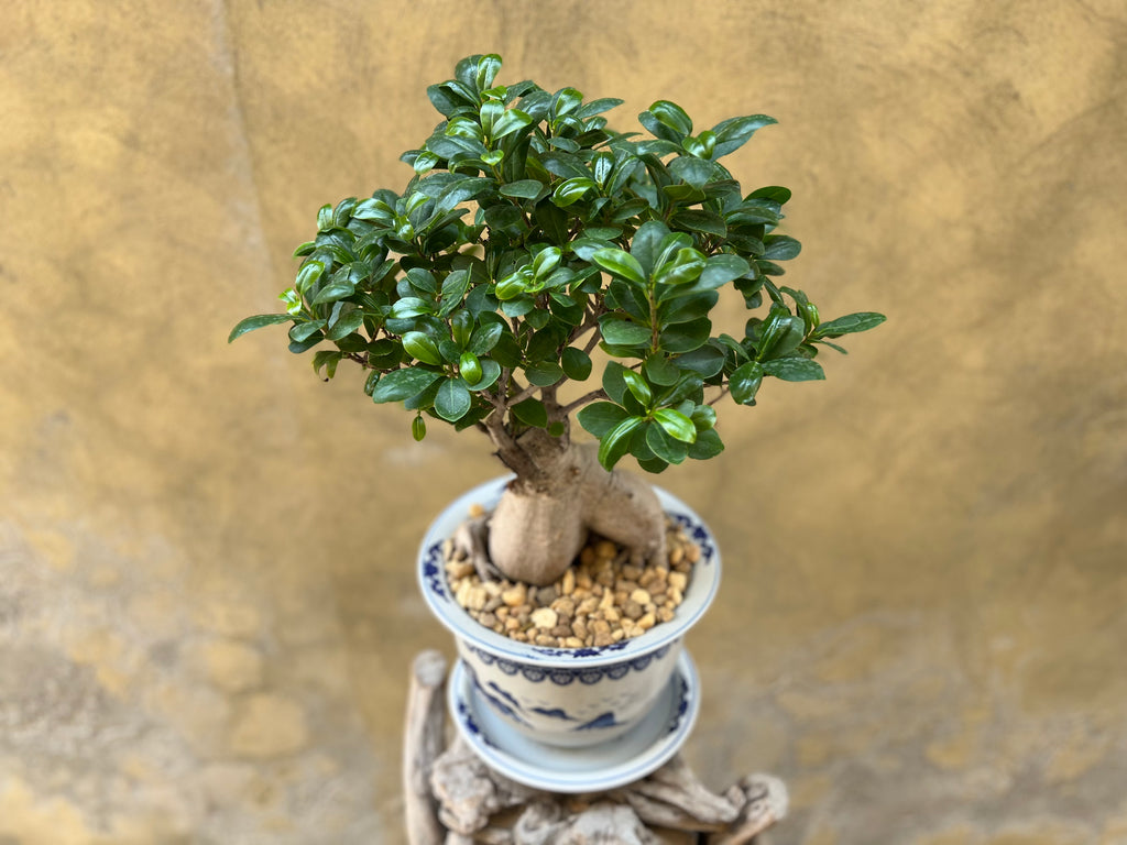 Ficus Ginseng (Bonsai) in a Chinoiserie Pot