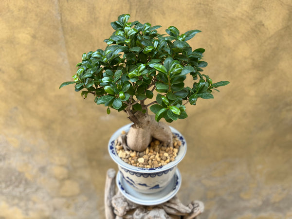 Ficus Ginseng (Bonsai) in a Chinoiserie Pot