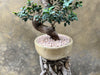Magnificent Ficus Ginseng (Bonsai)