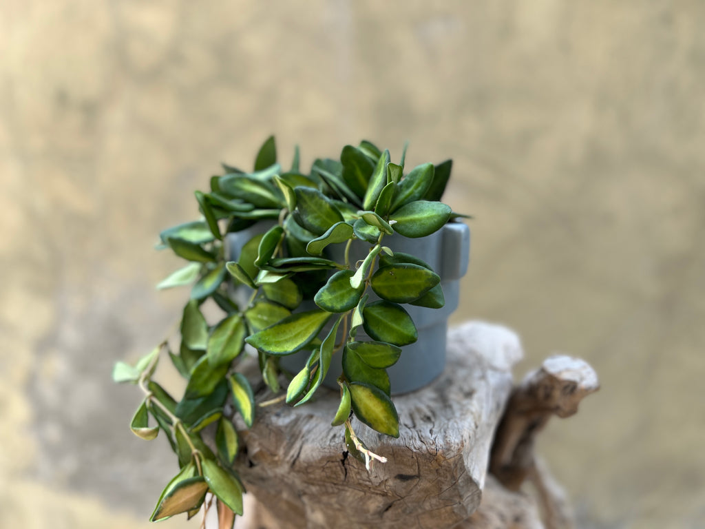 Hoya Burtoniae in a Gray Pot