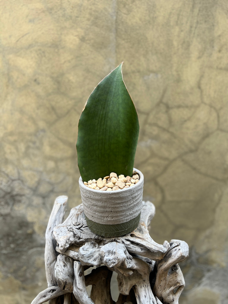 Sanseveria Whale Fin
