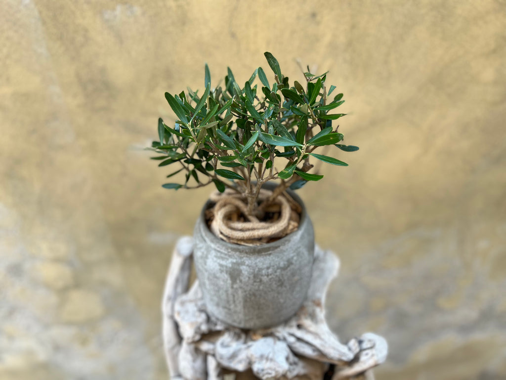 Olive Plant in a Grey Speckled Pot