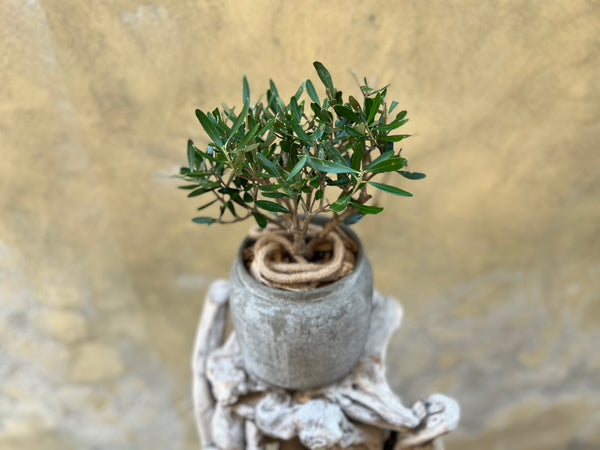 Olive Plant in a Grey Speckled Pot