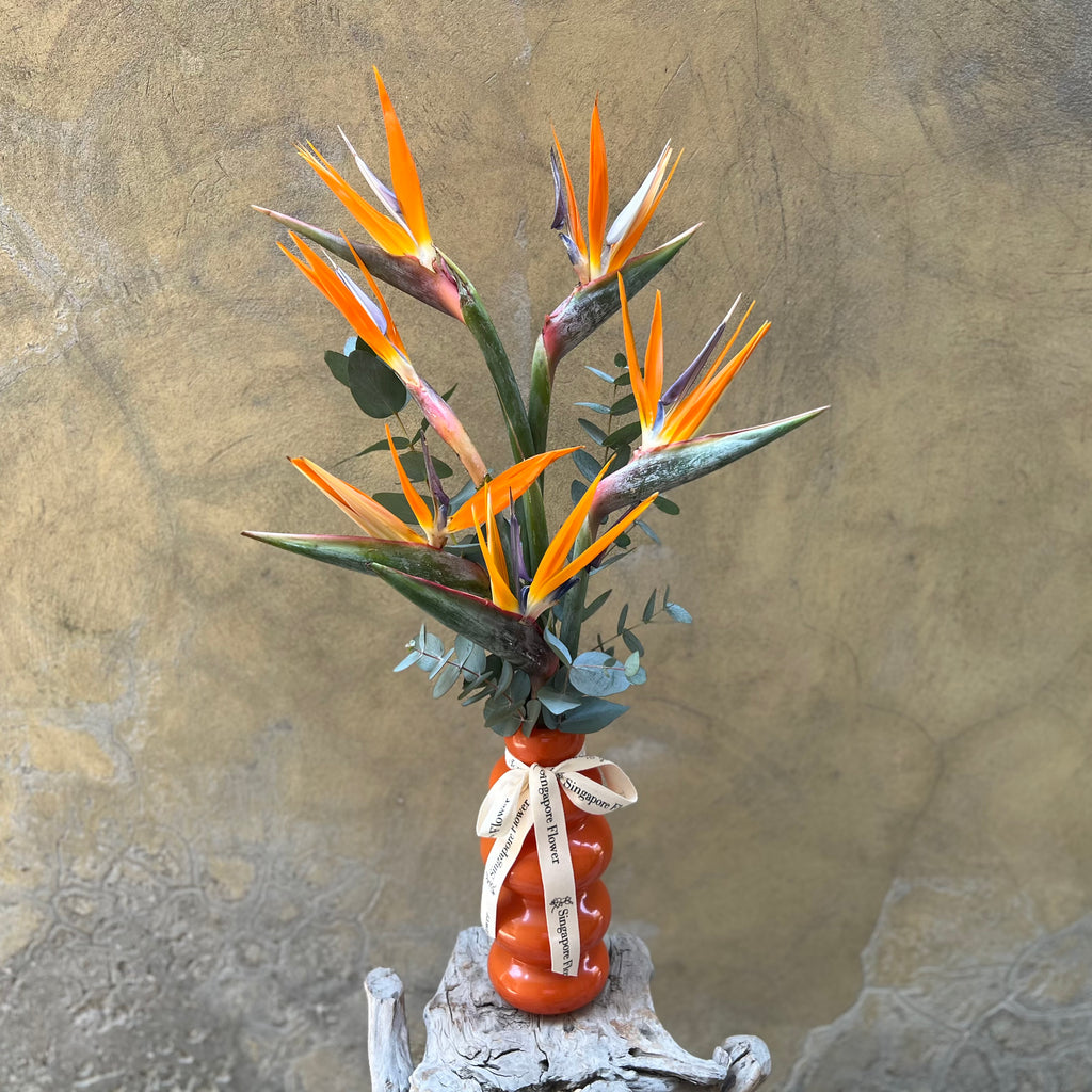Bird of Paradise