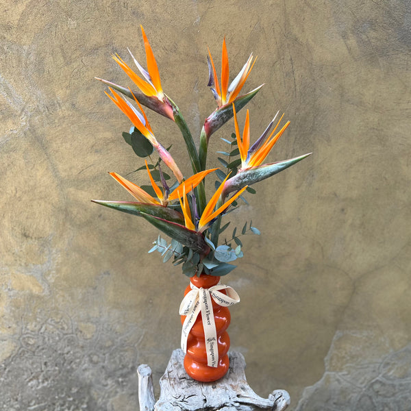 Bird of Paradise