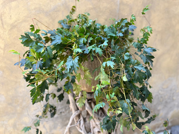 Cissus Antarctica