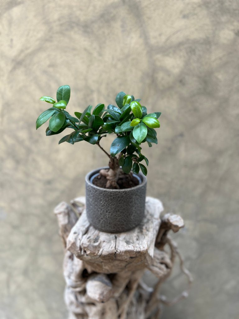 Ficus Ginseng (Bonsai)