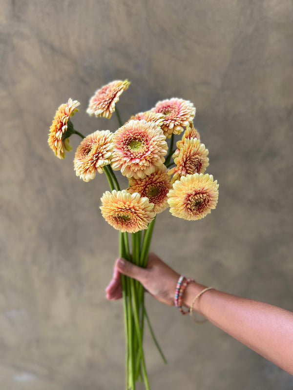 Peach Germini - The Home Edit