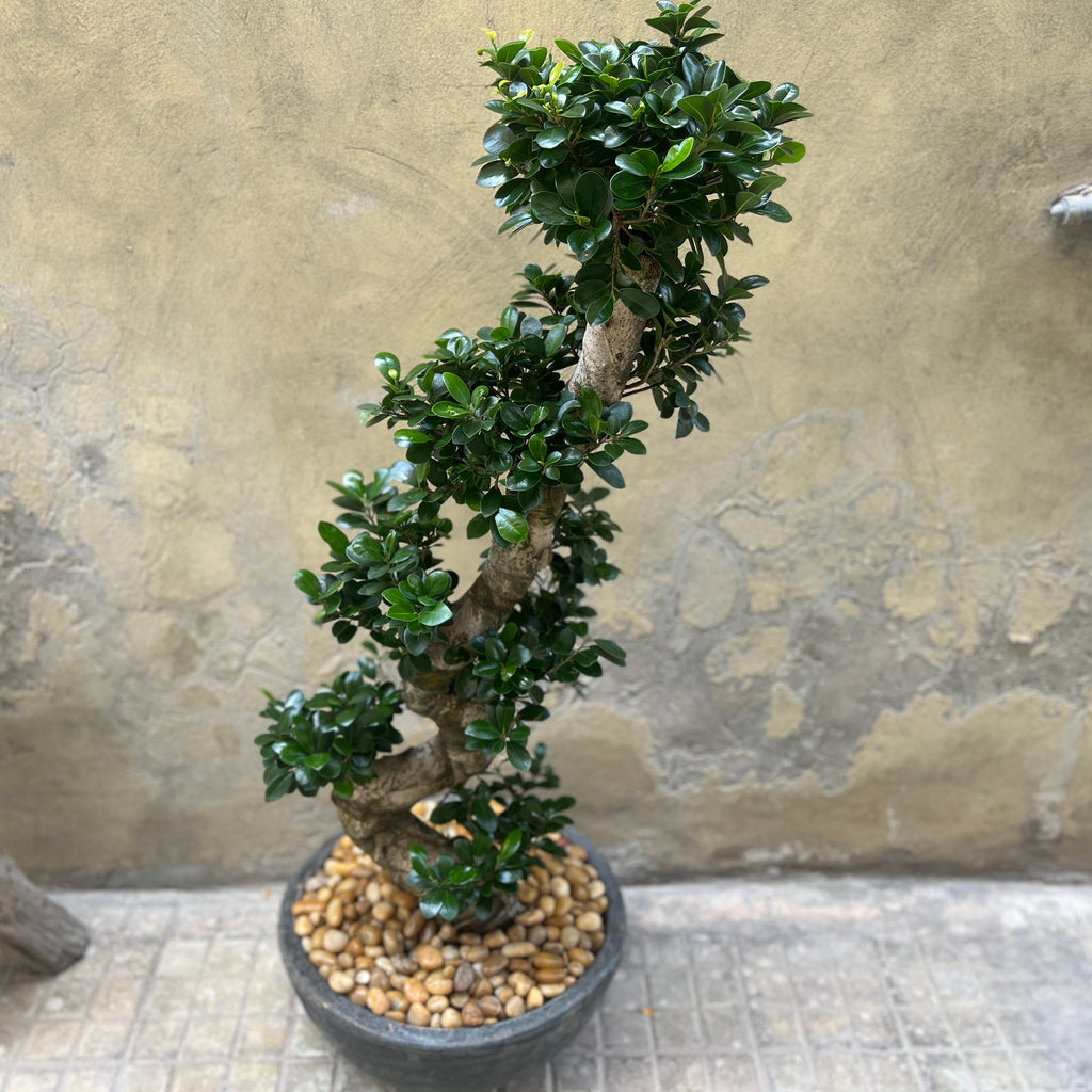 Magnificent Ficus Ginseng (Bonsai)