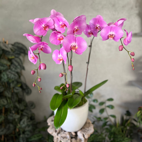 Luxe Purple Orchid Planter in a White Pot