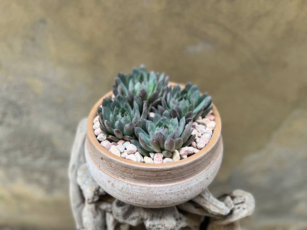 Succulents in a Bowl