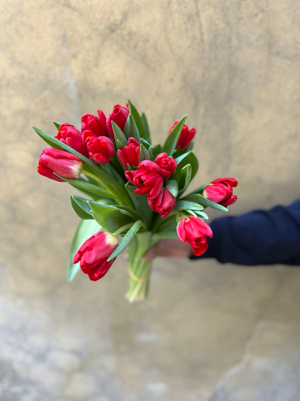 Tulip Antarctica Fire - The Home Edit