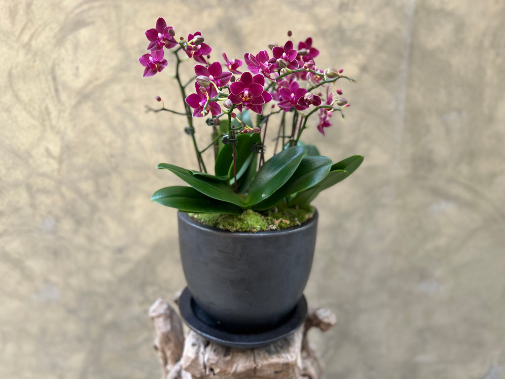 Dark Purple Orchid in a Black Pot