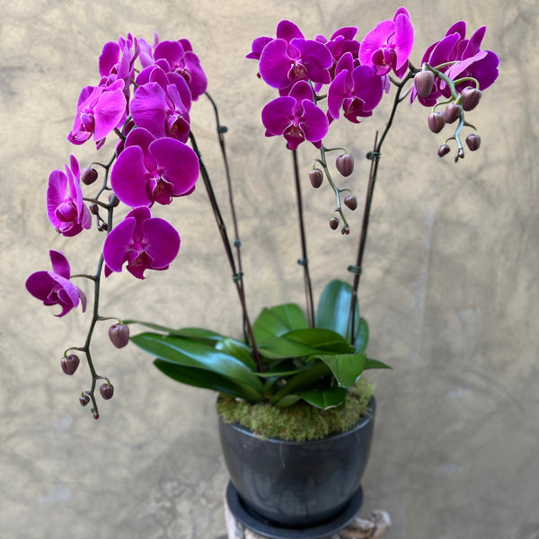 Luxe Purple Orchid Planter - Black Pot