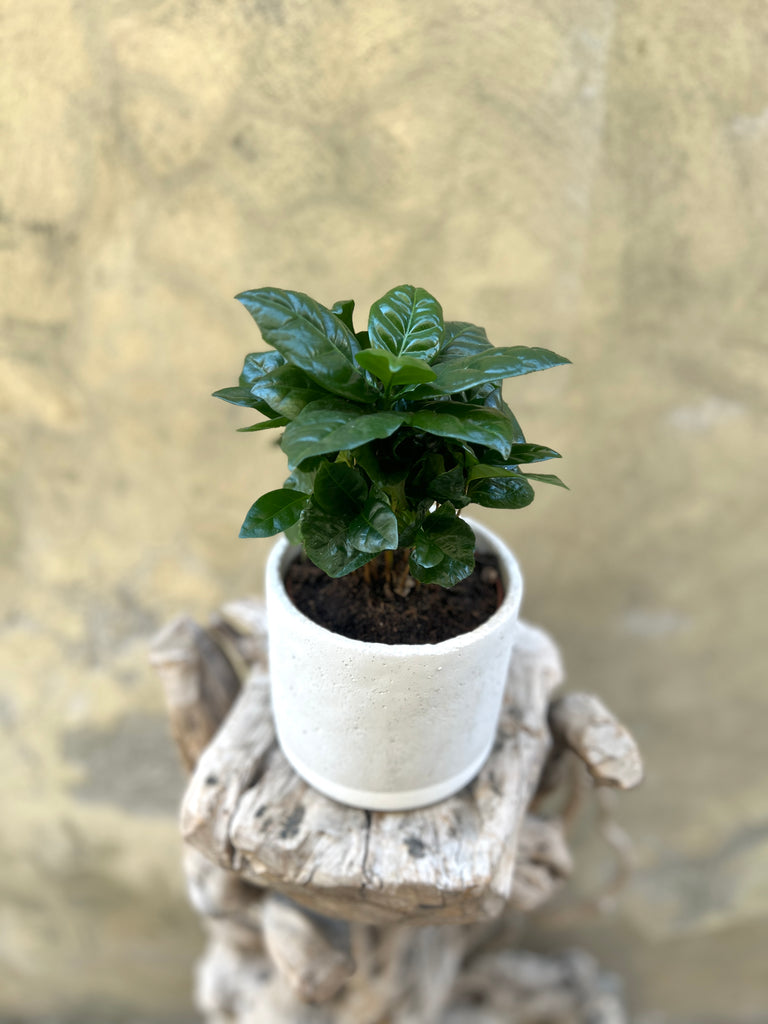 Coffea Arabica Plant