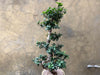Magnificent Ficus Ginseng (Bonsai)