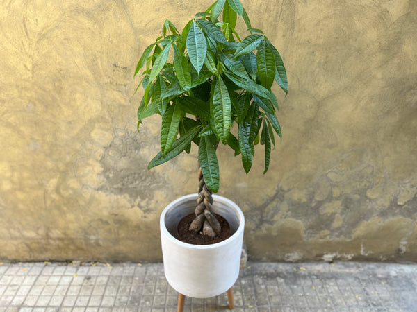 Pachira Aquatica - aka The Money Tree