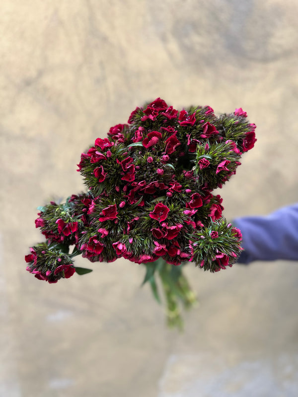 Maroon Dianthus Barbatus - The Home Edit