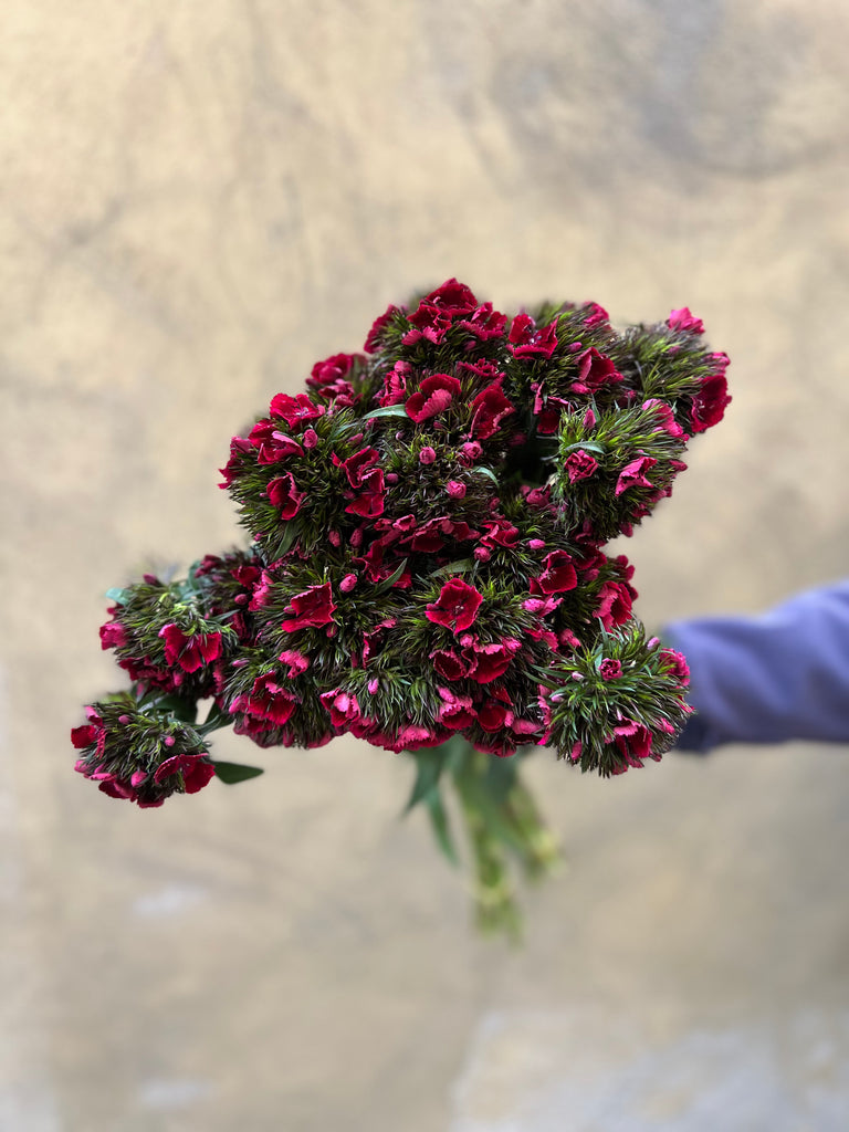 Maroon Dianthus Barbatus - The Home Edit
