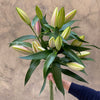 Pink Fragrant Lilies - The Home Edit