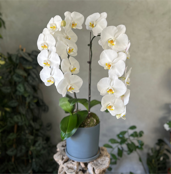 Waterfall White Orchid in a Grey Pot