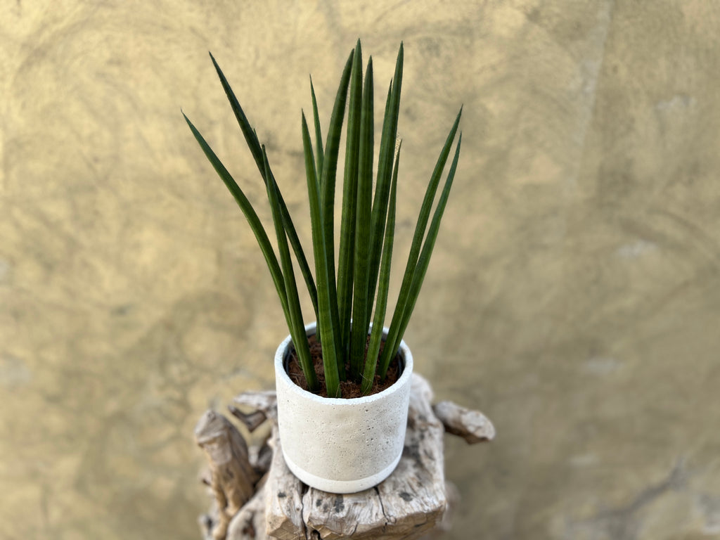 Sansevieria Cylindrica in Concrete Pot
