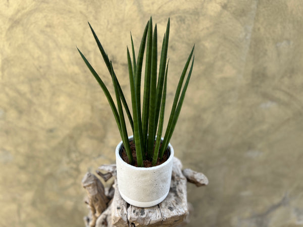 Sansevieria Cylindrica in Concrete Pot