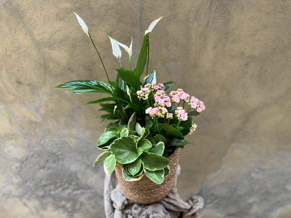 Planter Gift Basket
