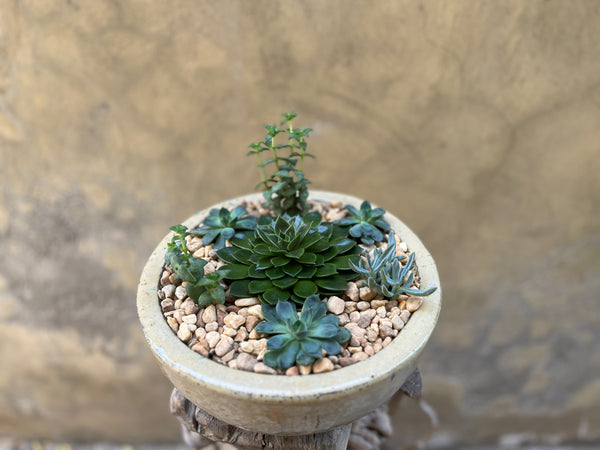 Succulents Bowl