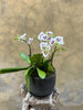 Berry Orchid Planter