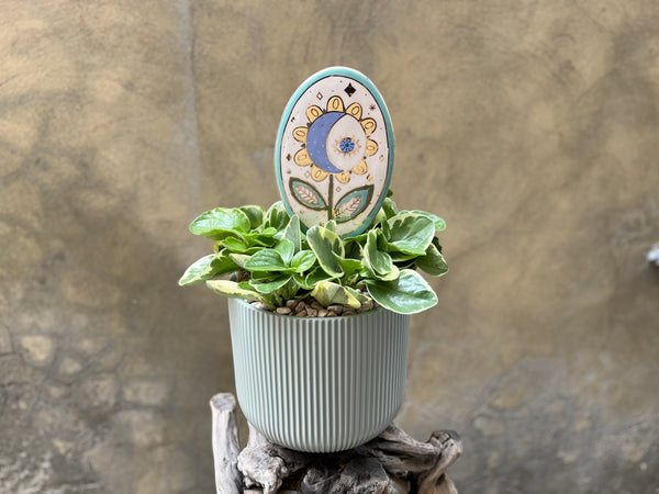 Peperomia Obtusifolia with Celestial Sunflower Wall Decor