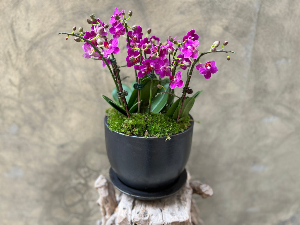 Amethyst Orchid Planter in Black Pot