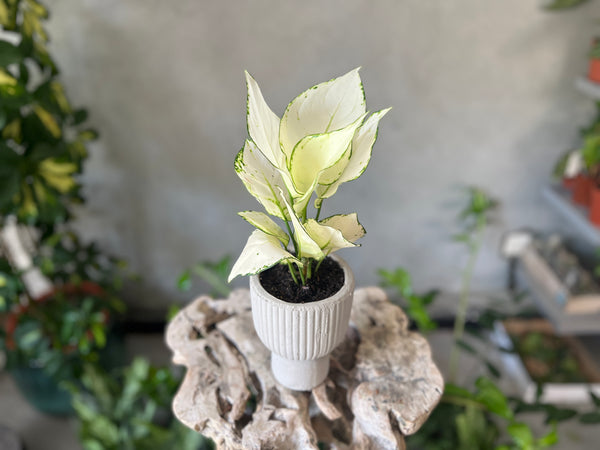 Aglaonema 'White Joy'