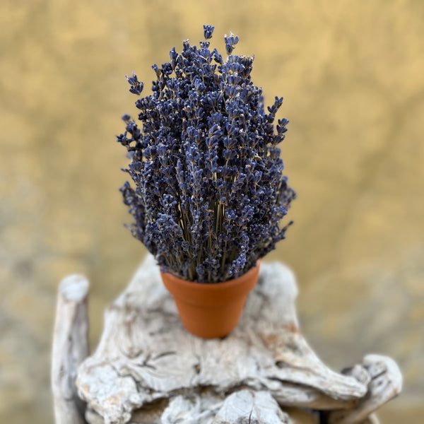 Lavender Serenity - Everlasting Blooms