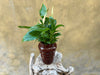 Spathyphyllium in Decorative Pot