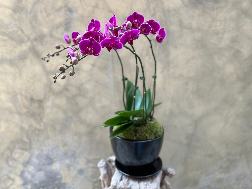 Purple Orchid Planter in a Black Pot